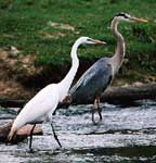 Great Blue Heron & Great Egret