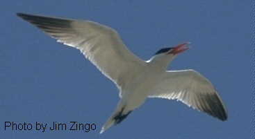 Caspian Tern