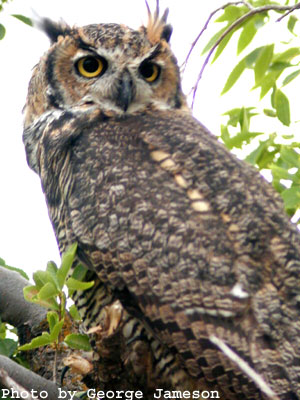 Great Horned Owl