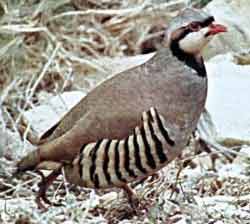 Chukar