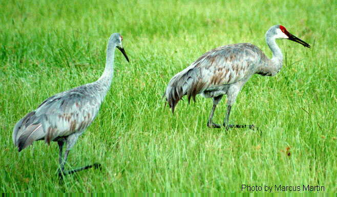 Sandhill Cranes