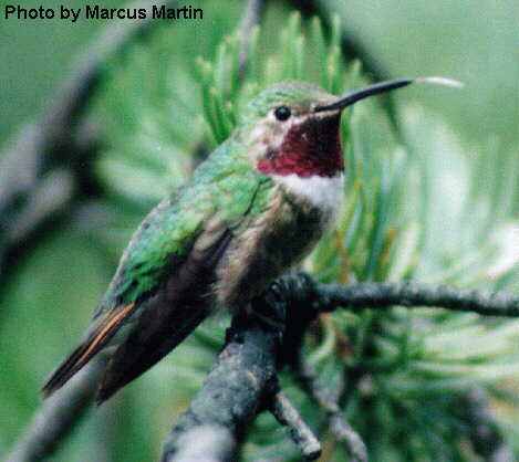 Broad-tailed Hummingbird