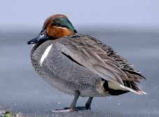 Green Winged Teal