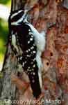 Hairy Woodpecker