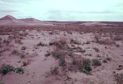 Bruneau Dunes