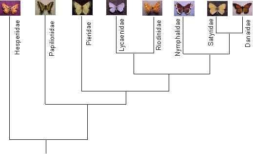 cladogram.JPG (27221 bytes)