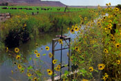 Irrigation Ditch