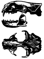 Jaw and teeth of Satherium piscinarium