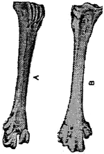 Swan Tarsometatarsus